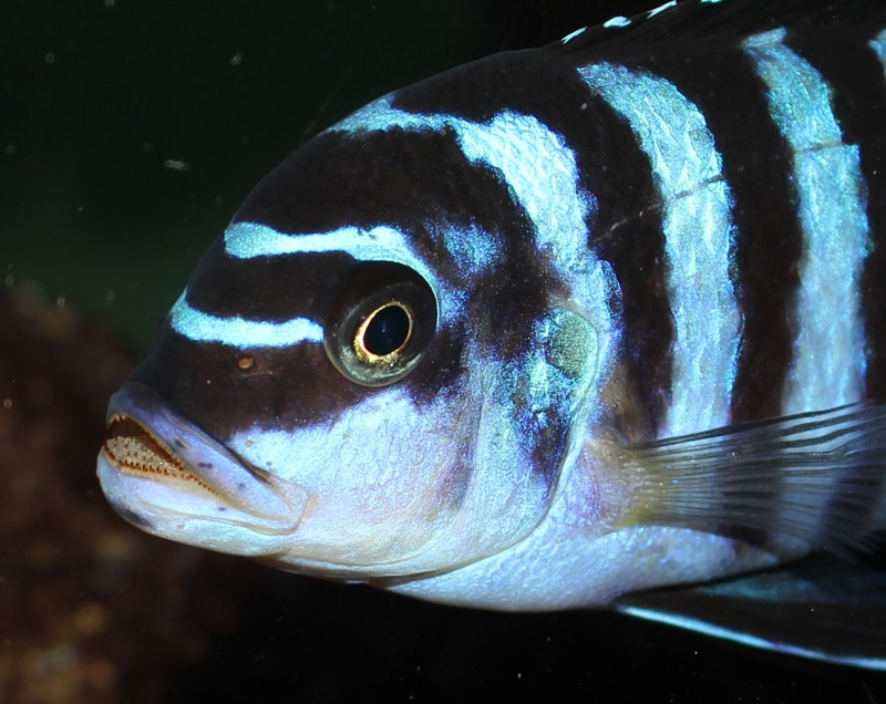 Maylandia fainzilberi 'Mphanga Rocks'